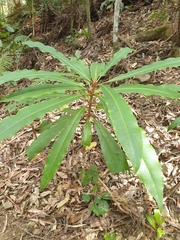 Anopterus macleayanus