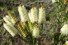 Melaleuca parvistaminea