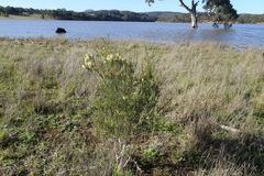 Melaleuca parvistaminea