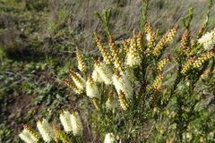 Melaleuca parvistaminea