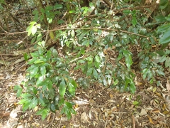 Cryptocarya meisneriana