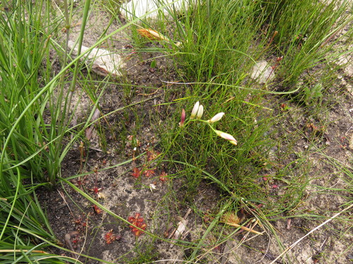 Image of Geissorhiza juncea by (c) Jeremy Gilmore, some rights reserved (CC BY)