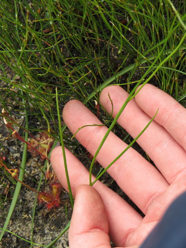 Image of Geissorhiza juncea by (c) Jeremy Gilmore, some rights reserved (CC BY)