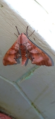 Marumba nympha