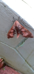 Marumba nympha
