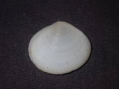 Pseudarcopagia botanica