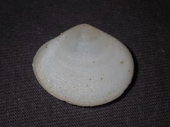 Pseudarcopagia botanica