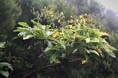 Sonchus fruticosus