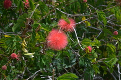 Mimosoideae