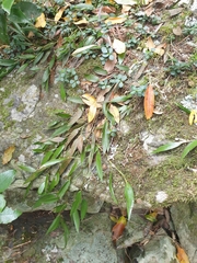 Dendrobium pugioniforme