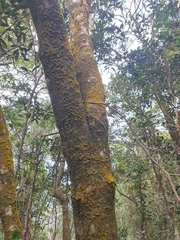 Coenogonium implexum