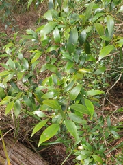 Cryptocarya meisneriana