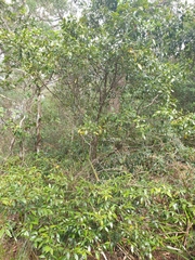 Cryptocarya meisneriana