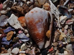 Conus miliaris