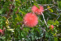 Mimosoideae
