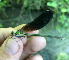 Calopteryx splendens intermedia