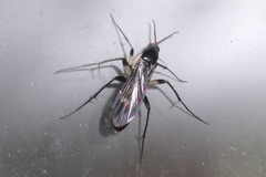 Diptera
