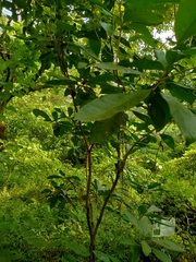 Tabernaemontana divaricata