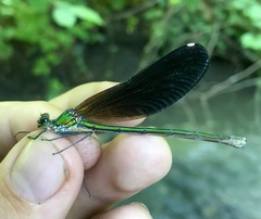 Calopteryx splendens intermedia