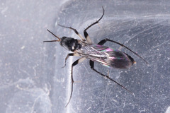 Diptera