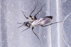 Diptera
