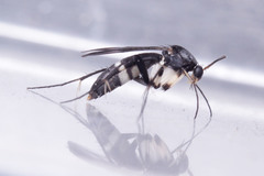 Diptera