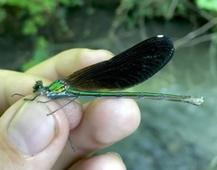 Calopteryx splendens intermedia