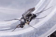 Diptera