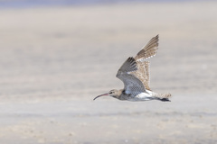 Numenius phaeopus phaeopus