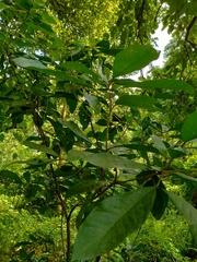 Tabernaemontana divaricata