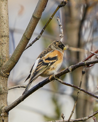 Fringilla montifringilla