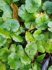 Hydrocotyle miranda