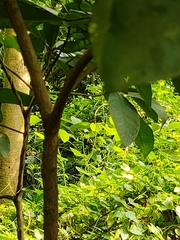 Tabernaemontana divaricata