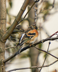 Fringilla montifringilla