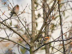 Fringilla montifringilla
