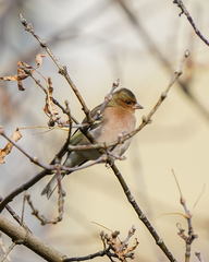 Fringilla coelebs