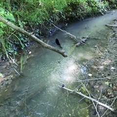 Calopteryx splendens intermedia