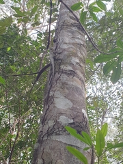 Lophosaurus spinipes