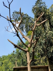 Sterculia villosa