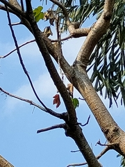 Sterculia villosa