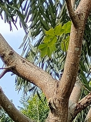 Sterculia villosa