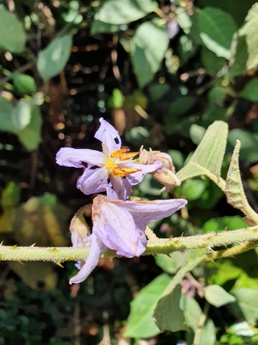 Dirran-curse (Solanum hamulosum)