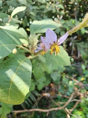 Solanum hamulosum