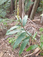 Alpinia arundelliana