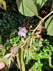 Solanum hamulosum