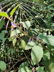 Solanum hamulosum