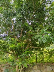 Murraya paniculata