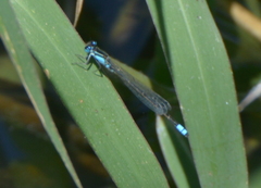 Ischnura heterosticta