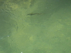 Salmo trutta