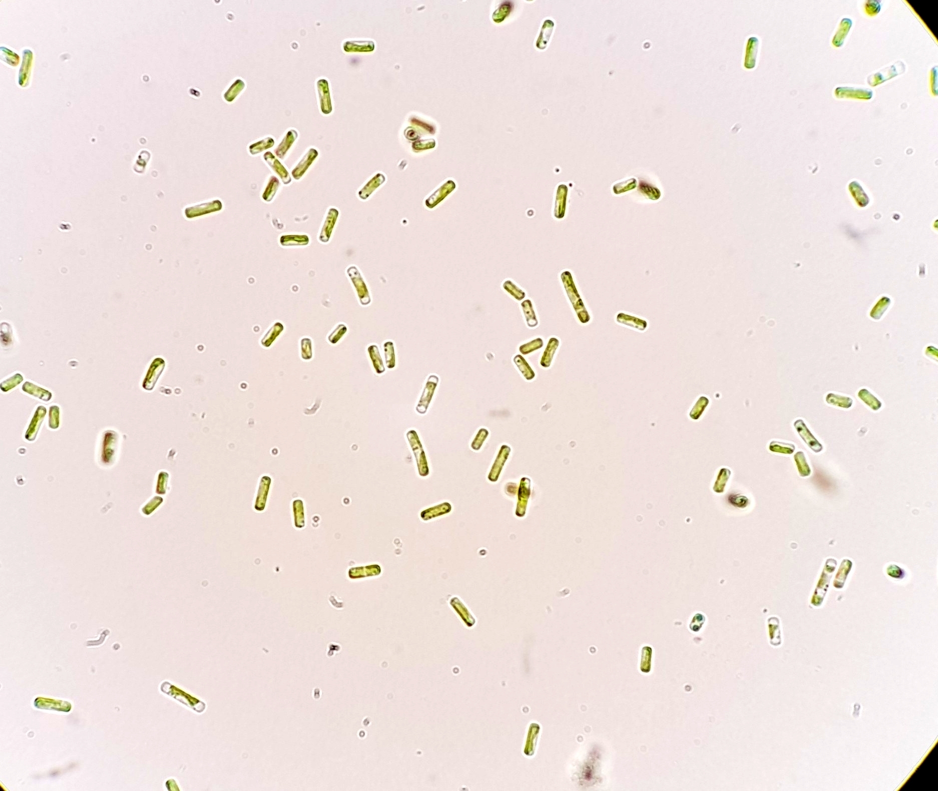 Stichococcus